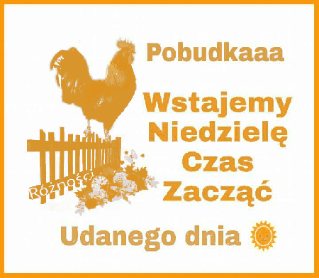 Kogut pieje pobudka udanej niedzieli